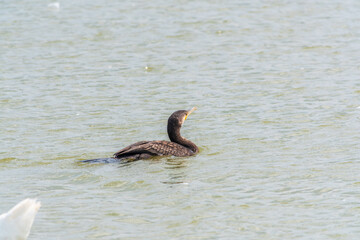 A black cormorant swimming in the sea. The great cormorant, Phalacrocorax carbo