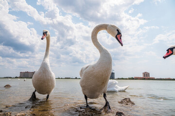 Obraz premium A large flock of graceful white swans swims in the lake., swans in the wild