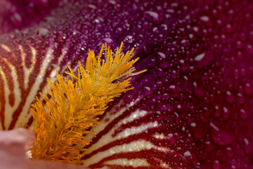 Purple iris flower background