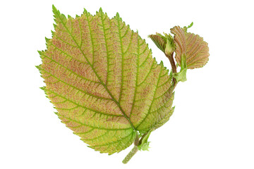 Haselnut leaf closeup