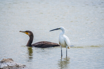 The small white heron or Little egret stands in the lake