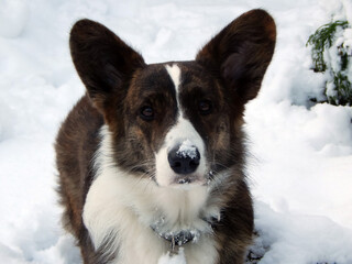 dog in the snow. snowy joys