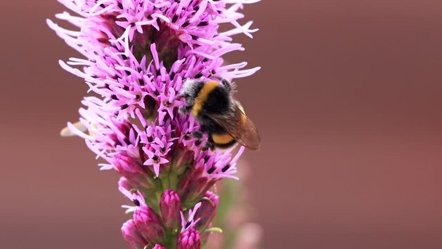bumble bee macro on pink flower
