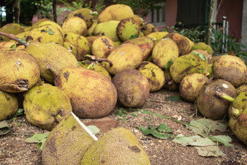 Jack Fruit