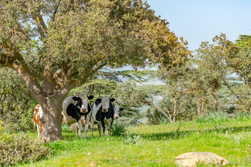 Four cows standing in front of the camera and behind a tree in a meadow with green herbs, trees and...