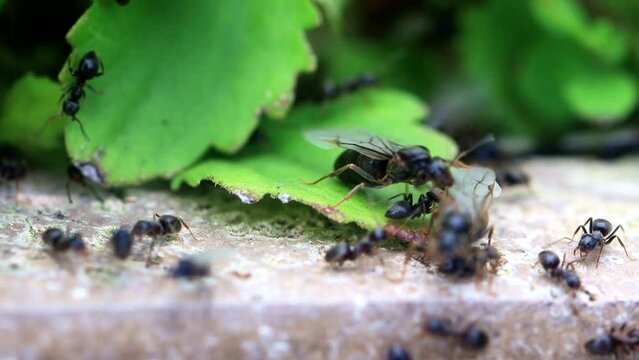 ants macro in the garden
