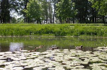 Mother duck and small ducklings swimming in public park