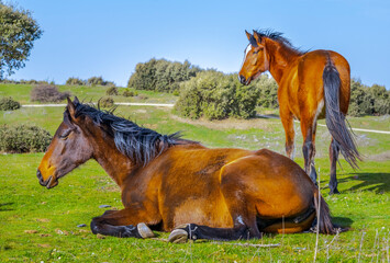 Two calm horses, laying and backward viewing  in a meadow grass field, selective focus in his head...