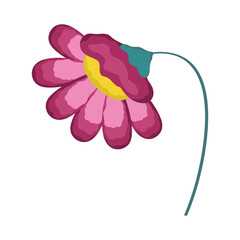 fucshia flower garden