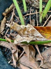 Dry leaves on soil