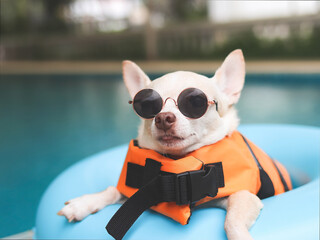 image of a cute brown short hair chihuahua dog wearing sunglasses and  orange life jacket or life...