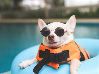 image of a cute brown short hair chihuahua dog wearing sunglasses and  orange life jacket or life vest sitting in blue swimming ring by swimming pool. Pet Water Safety.