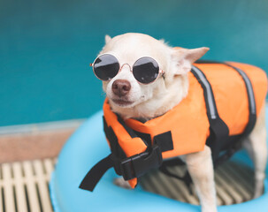 cute brown short hair chihuahua dog wearing sunglasses and  orange life jacket or life vest...