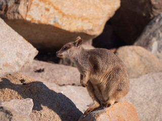 Allied Rock Wallaby
