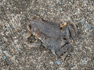Dead cane toad