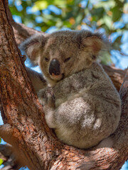 Young wild Koala in a tree