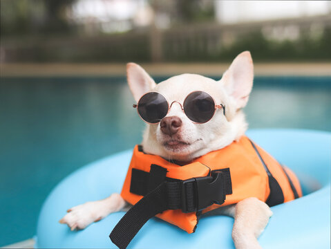 image of a cute brown short hair chihuahua dog wearing sunglasses and orange life jacket or life vest sitting in blue swimming ring by swimming pool. Pet Water Safety. Stock