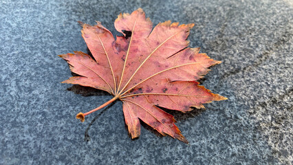 Red maple leaf on granite surface