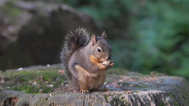 Portrait of a Grey squirrel eating nut on a tree trunk in the forest.