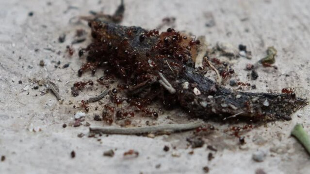 Colony of ants eating insect on 4K