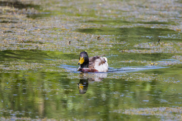 canard qui nage dans un lac 