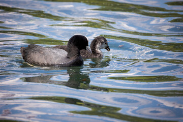 poule d'eau avec son bébé dans un étang 