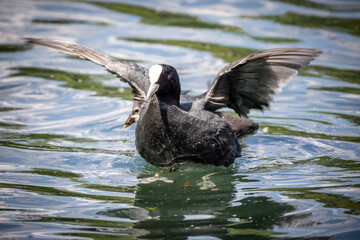 poule d'eau en train de s'envoler dans un étang