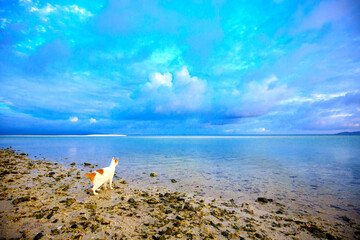 A cat looking at the sea in the early morning. A stray cat may drink seawater. At Kondoy beach, Okinawa.
