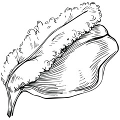 Obraz premium Carob sketch drawing illustration. Carob tree nature engraved style illustration. Detailed plants product. The best for design logo, menu, label, icon, stamp.