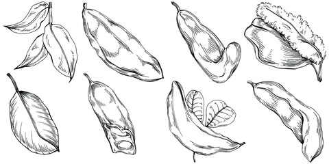 Carob sketch drawing illustration. Carob tree nature engraved style illustration. Detailed plants product. The best for design logo, menu, label, icon, stamp.