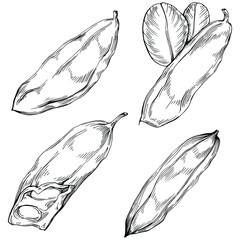 Carob sketch drawing illustration. Carob tree nature engraved style illustration. Detailed plants product. The best for design logo, menu, label, icon, stamp.