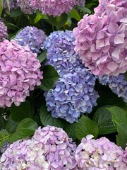 Beautiful hydrangeas on the street of Tokyo, lilac, pink, purple, violet, yellow, the transformation of colors are magnetic.  Year 2022 June 17th