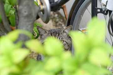 警戒する猫
