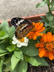 Colorful butterfly stop at the summer blossom, beautiful wildlife scene year 2022 June 17th street of Tokyo Yanaka 
