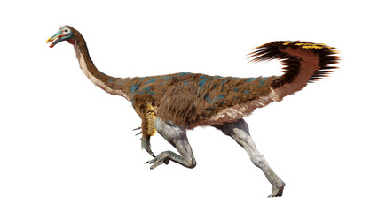 Gallimimus, feathered theropod dinosaur that lived during the Late Cretaceous period, isolated on white background