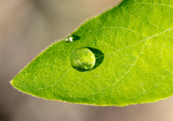 Drops of water from the rain on a green leaf of a tree.