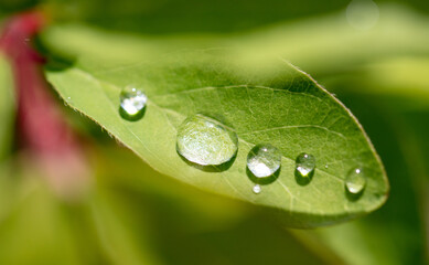 Drops of water from the rain on a green leaf of a tree.