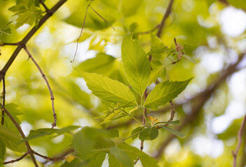 Green leaves on the tree.