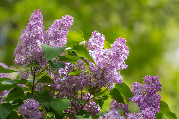 Obraz premium Beautiful lilac flowers in nature.