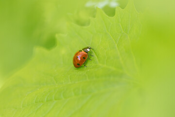Ladybug on a green leaf in nature.