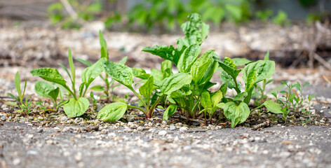 Plantain grows on the road.