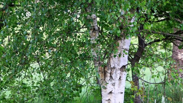 birch tree in summer
