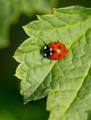 Ladybug on a green leaf in nature.