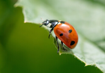 Ladybug on a green leaf in nature.