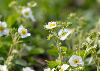 White flowers on strawberries in the vegetable garden.