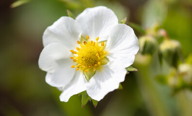 White flowers on strawberries in the vegetable garden.