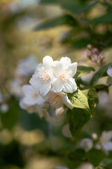  Branch with jasmine flowers