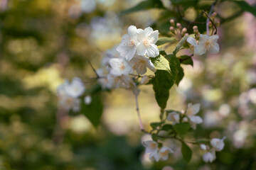  Branch with jasmine flowers