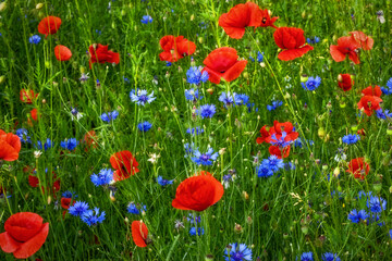 Mohn und Kornblumen