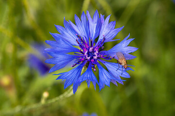 kleine Fliege auf Kornblume